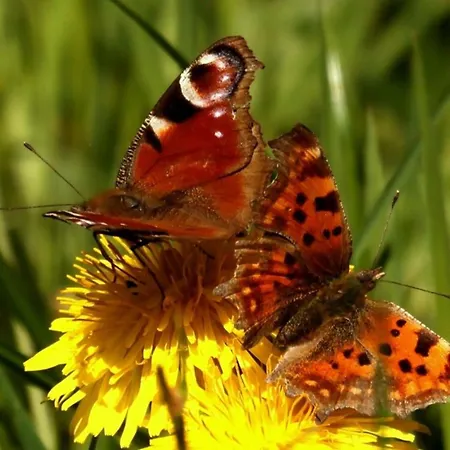 Sauerland-almwinterberg Apartment