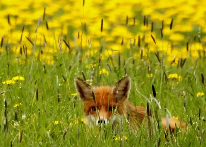Apartment Sauerland-alm