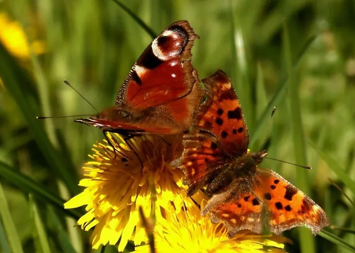 Sauerland-alm Apartment